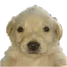realdoggo