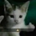 catt