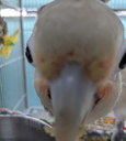 birbstare Discord emoji