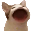 popCat