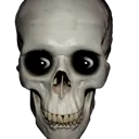skull skull