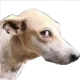 gSideEye