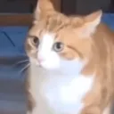 catExcuse_me catExcuse_me