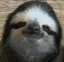 sloth