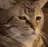 catSWAG