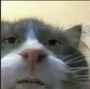 1CatWTF