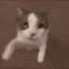 catkiss catkiss