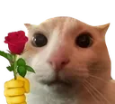 catRose catRose