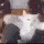 cat cat