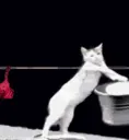 catbedoingthelaundry