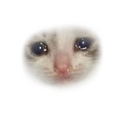 catsadevaporate Discord emoji