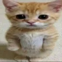 emoji_127 emoji_127