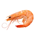 shirmp shirmp