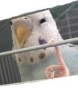 sneakyneighbor Discord emoji