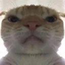 Angycat AngyCat Discord Emoji