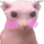 bingus
