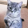 pussyplease