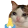 cat_beg cat_beg