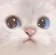 catstare