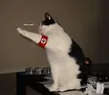 cat_salute