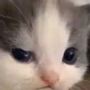 Angycatto Discord Emoji