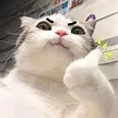 mememolike