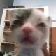 Gato