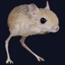 roingus