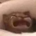 cryingcat