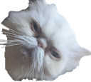 jessica Discord emoji