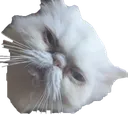 cat Discord Emoji