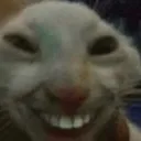 trollcat