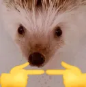 shyhedgehog shyhedgehog