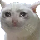 sadkitty