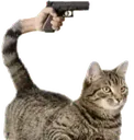 guntailkitty guntailkitty