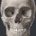 skull
