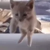 FUCK_Bonk