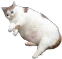 m2_meow m2_meow