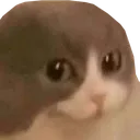 p4n_catwut