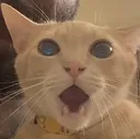 totallyepiccat Discord Emoji
