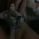rawr