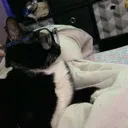 fancysir