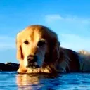 dogwater