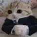 basedcat