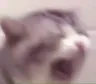 catscream