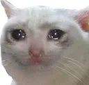 sadcat Discord Emoji