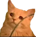 SadCat4 SadCat4