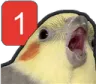cockatiel_ping