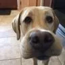 sniffsniff sniffsniff