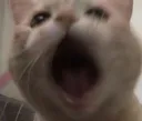 catyell catyell